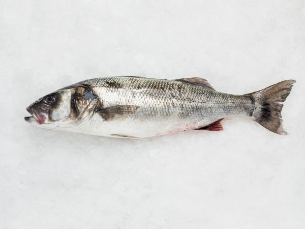 Selección de pescados frescos en Pontevedra